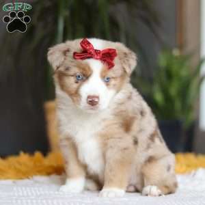 Coogee, Miniature Australian Shepherd Puppy